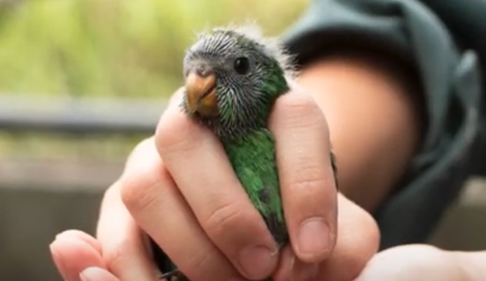 Releasing Kākāriki Karaka into the Sanctuary